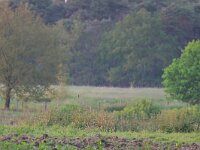 NL, Noord-Brabant, Waalre, Achtereinds Laag 5, Saxifraga-Tom Heijnen