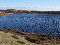 NL, Noord-Holland, Texel, Bollekamer 52, Saxifraga-Foto Fitis-Sytske Dijksen