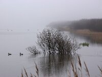 NL, Noord-Holland, Texel, De Horsmeertje 17, Saxifraga-Foto Fitis-Sytske Dijksen