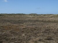 NL, Noord-Holland, Texel, De Muy 11, Saxifraga-Willem van Kruijsbergen