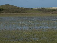 NL, Noord-Holland, Texel, De Muy 18, Saxifraga-Willem van Kruijsbergen