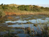 NL, Friesland, Terschelling, Griltjeplak 1, Saxifraga-Hans Boll - kopie