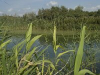 NL, Noord-Holland, Castricum, Noordhollands Duinreservaat 15, Saxifraga-Willem van Kruijsbergen