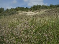 NL, Noord-Holland, Castricum, Noordhollands Duinreservaat 4, Saxifraga-Willem van Kruijsbergen