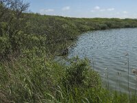 NL, Noord-Holland, Schagen, Zijpe, Zwanenwater 3, Saxifraga-Jan van der Straaten