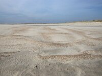 NL, Noord-Holland, Texel, De Hors 114, Saxifraga-Foto Fitis-Sytske Dijksen