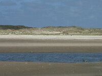 NL, Noord-Holland, Texel, De Slufter 59, Saxifraga-Willem van Kruijsbergen