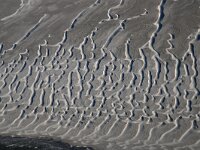 NL, Noord-Holland, Texel, Noorderhaaks 8, Saxifraga-Foto Fitis-Sytske Dijksen