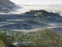 NL, Noord-Holland, Texel, Paal 12 25, Saxifraga-Foto Fitis-Sytske Dijksen