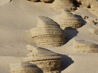 NL, Noord-Holland, Texel, Paal 16 26, Saxifraga-Foto Fitis-Sytske Dijksen