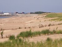 NL, Noord-Holland, Texel, Prins Hendrik polder 3, Saxifraga-Foto Fitis-Sytske Dijksen
