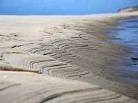 NL, Noord-Holland, Texel, Zwin paal 8 1, Saxifraga-Foto Fitis-Sytske Dijksen