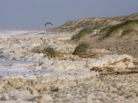 NL, Noord-Holland, Texel, paal 12 2, Saxifraga-Foto Fitis-Sytske Dijksen