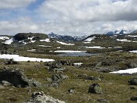 N, Innlandet, Lom, Sognefjell 21, Saxifraga-Jan van der Straaten
