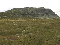 N, Innlandet, Sel, Formokampen 1, Saxifraga-Willem van Kruijsbergen