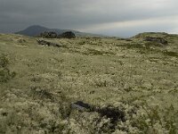 N, Innlandet, Sel, Harrtjonnin 2, Saxifraga-Willem van Kruijsbergen