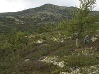 N, Innlandet, Sel, Karihaugen 12, Saxifraga-Willem van Kruijsbergen