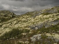 N, Innlandet, Sel, Klufttjonne 3, Saxifraga-Willem van Kruijsbergen