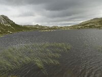 N, Innlandet, Sel, Klufttjonne 6, Saxifraga-Willem van Kruijsbergen