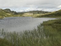 N, Innlandet, Sel, Klufttjonne 8, Saxifraga-Willem van Kruijsbergen