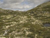 N, Innlandet, Sel, Klufttjonne 9, Saxifraga-Willem van Kruijsbergen