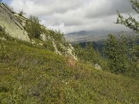 N, Innlandet, Sel, Mysuseter 15, Saxifraga-Willem van Kruijsbergen