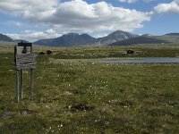 N, Innlandet, Sel, Mysuseter 21, Saxifraga-Jan van der Straaten