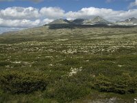 N, Innlandet, Sel, Mysuseter 24, Saxifraga-Jan van der Straaten