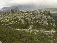 N, Innlandet, Sel, Mysuseter 6, Saxifraga-Willem van Kruijsbergen