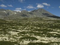 N, Innlandet, Sel, Peer Gynt Hytta 23, Saxifraga-Jan van der Straaten