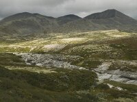 N, Innlandet, Sel, Smiubelgin 6, Saxifraga-Willem van Kruijsbergen