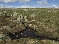 N, Innlandet, Vaga, Bygdin 4, Saxifraga-Jan van der Straaten