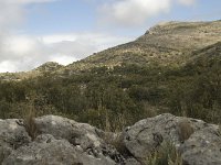 E, Malaga, El Burgo, Sierra de las Nieves 27, Saxifraga-Willem van Kruijsbergen