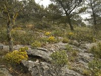 E, Malaga, El Burgo, Sierra de las Nieves 31, Saxifraga-Willem van Kruijsbergen