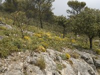 E, Malaga, El Burgo, Sierra de las Nieves 35, Saxifraga-Willem van Kruijsbergen