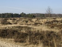 Inland dune-Binnendijks duin