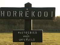 NL, Friesland, Terschelling, Horrekooi 1, Saxifraga-Jan van der Straaten