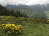 F, Pyrenees Orientales, Py 2, Saxifraga-Jan van der Straaten