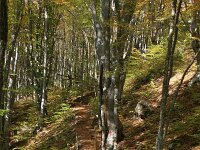 GR, Anatoliki Makedonia kai Thraki, Xanthi, Frakto 46, Saxifraga-Dirk Hilbers