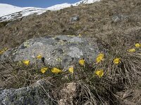 E, Avila, San Juan de Gredos, Senda de la Laguna Grande 11, Saxifraga-Willem van Kruijsbergen