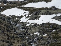 E, Avila, San Juan de Gredos, Senda de la Laguna Grande 9, Saxifraga-Willem van Kruijsbergen