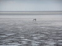 NL, Noord-Holland, Texel, De Bol 11, Saxifraga-Foto Fitis-Sytske Dijksen