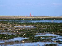 NL, Noord-Holland, Texel, De Cocksdorp 56, Saxifraga-Foto Fitis-Sytske Dijksen