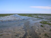 NL, Noord-Holland, Texel, De Cocksdorp 57, Saxifraga-Foto Fitis-Sytske Dijksen
