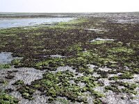 NL, Noord-Holland, Texel, De Cocksdorp 59, Saxifraga-Foto Fitis-Sytske Dijksen