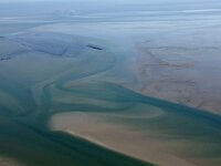 NL, Noord-Holland, Texel, Eierlandse Gat 8, Saxifraga-Foto Fitis-Sytske Dijksen