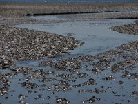NL, Noord-Holland, Texel, Mokbaai 29, Saxifraga-Foto Fitis-Sytske Dijksen