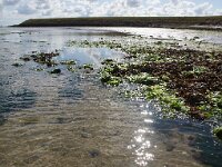 NL, Noord-Holland, Texel, Zandkes 3, Saxifraga-Foto Fitis-Sytske Dijksen