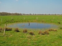 NL, Drenthe, Aa en Hunze, Geelbroek 3, Saxifraga-Hans Dekker