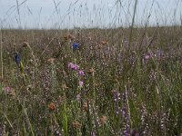 NL, Drenthe, De Wolden, Dwingelderveld 1, Saxifraga-Willem van Kruijsbergen